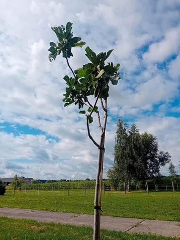 vijgenboom  beschikbaar voor biedingen