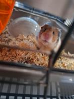 Goud hamster, Dieren en Toebehoren, Hamster, Vrouwelijk, Januari, Tam
