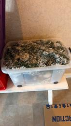 Guirlande met lichtjes en blauw/witte deco, Ophalen