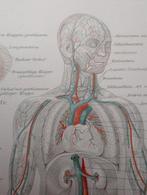 Anatomie Prent 1894 - Menselijk Lichaam, Ophalen of Verzenden, Natuur en Biologie