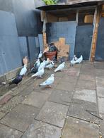 Duiven, Meerdere dieren, Postduif