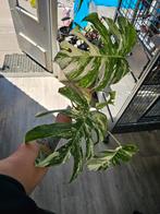 Monstera albo veriegated, Ophalen, Overige soorten, Halfschaduw, Minder dan 100 cm