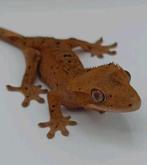 Wimpergekko vrouwtje, Dieren en Toebehoren, Hagedis, 0 tot 2 jaar