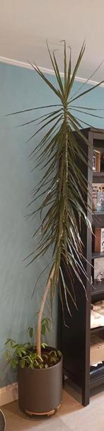 Dracaena met pot, Bloeit niet, Overige soorten, 250 tot 400 cm, Ophalen