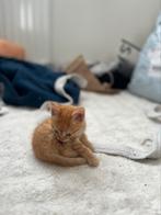 Kittens, Ophalen