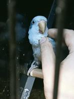 Schitterende tamme muis parkiet man violet grijs split palid, Dieren en Toebehoren, Vogels | Parkieten en Papegaaien, Meerdere dieren