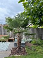 Chinese waaierpalm/Trachycarpus fortunei stamhoogte 135cm, 250 tot 400 cm, Zomer, Palmboom, Ophalen