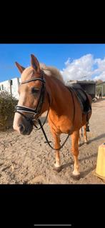 Bijrijder gezocht, Dieren en Toebehoren