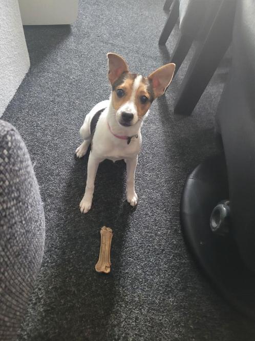 Lieve boerenfox  pup, Dieren en Toebehoren, Honden | Jack Russells en Terriërs, Teef, Particulier, Eén hond, Nederland, 15 weken tot 1 jaar