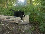 VERMIST !!, Dieren en Toebehoren, Vermiste en Gevonden Dieren