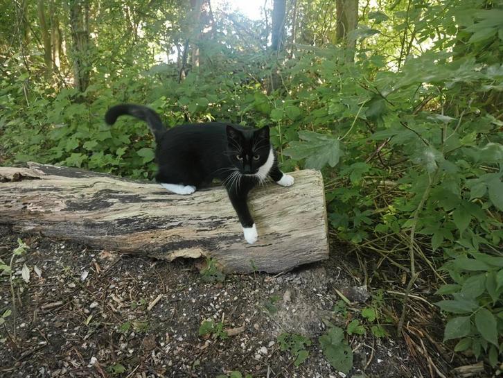 VERMIST !!, Dieren en Toebehoren, Vermiste en Gevonden Dieren