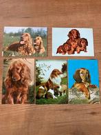 Oude Ansichtkaarten - Honden, Ophalen of Verzenden, 1960 tot 1980, Gelopen, Overig Europa