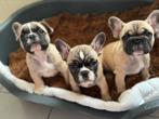 Franse bulldog, Dieren en Toebehoren, Meerdere, Bulldog, Teef, 8 tot 15 weken