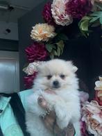 Pomchi pup wit beige, Rabiës (hondsdolheid), 8 tot 15 weken, Meerdere, Nederland