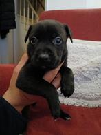 4 reutjes  6   6 teefjes PuP, Reu, Groot, Meerdere, Nederland