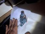 Forpus baby's nu te reserveren., Dieren en Toebehoren, Meerdere dieren, Dwergpapegaai of Agapornis, Tam