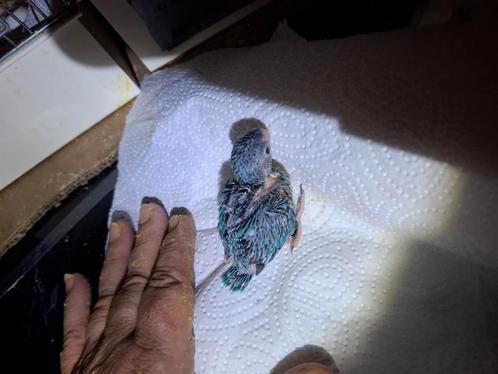 Forpus baby's nu te reserveren., Dieren en Toebehoren, Vogels | Parkieten en Papegaaien, Dwergpapegaai of Agapornis, Meerdere dieren