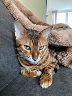 Tobi, Dieren en Toebehoren, Katten en Kittens | Overige Katten, Meerdere dieren