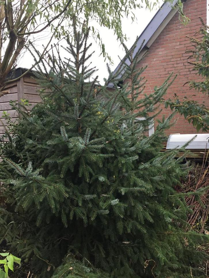 3 Kerstbomen, Diversen, Kerst, Ophalen