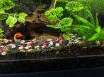 Jonge guppen 10 voor €5,00, Dieren en Toebehoren, Vissen | Aquariumvissen