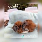 Baby beertje ter adoptie - Wolf - beschikbaar vanaf 1/3, Dieren en Toebehoren, Mannelijk, Cavia, Na 1 juli 2024, Tam