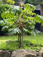Rijstpapierplant/Tetrapanax, echt iets bijzonders!!!!!, Volle zon, Vaste plant, Zomer, Ophalen