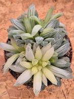 Haworthia cymbiformis White Tiger p10 (8), Ophalen of Verzenden, Halfschaduw, Minder dan 100 cm