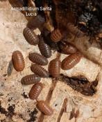 Armadillidium vulgare Santa Lucia, Overige soorten