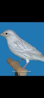 Gezocht agaat opaal wit poppen., Dieren en Toebehoren, Vogels | Kanaries, Vrouwelijk, Kleurkanarie