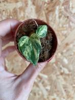 Epipremnum Marble Queen stekje, Ophalen of Verzenden, Overige soorten, Halfschaduw, Minder dan 100 cm