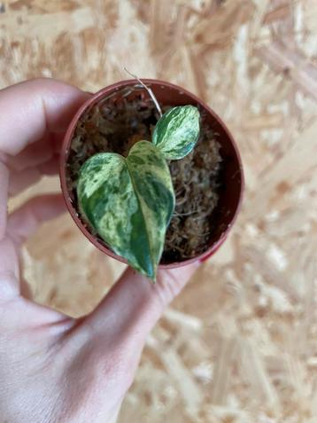 Epipremnum Marble Queen stekje beschikbaar voor biedingen