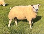 Luxe Texelse rammen te koop!, Dieren en Toebehoren, Schapen, Geiten en Varkens, Mannelijk, Schaap