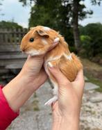 Roodbonte Cuy cavia beer uit Belgische lijnen, Dieren en Toebehoren, Mannelijk, Cavia, Tam