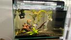 3 vissen in een aquarium. Met bij behorende pompen., Dieren en Toebehoren, Ophalen, Zo goed als nieuw, Gevuld zoetwateraquarium
