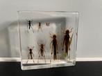 Taxidermie sprinkhaan, Verzamelen, Ophalen of Verzenden, Zo goed als nieuw, Insect, Opgezet dier
