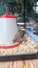 Chinese dwergkwartels 2 stuks, Meerdere dieren, Overige soorten