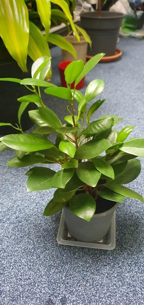 Moclame, steeds nieuw blinkend jong blad, zo leuk!, Huis en Inrichting, Kamerplanten, Overige soorten, Minder dan 100 cm, Ophalen