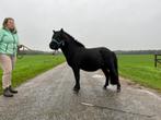 Grote maat shetlander hengst, Dieren en Toebehoren, Pony's, Hengst, Onbeleerd, A pony (tot 1.17m), 0 tot 2 jaar