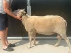 Stamboek melkschaap ram, Dieren en Toebehoren, Schapen, Geiten en Varkens, Mannelijk, Schaap
