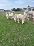 3 Jonge alpaca’s te koop!, Dieren en Toebehoren, Meerdere dieren, 0 tot 2 jaar