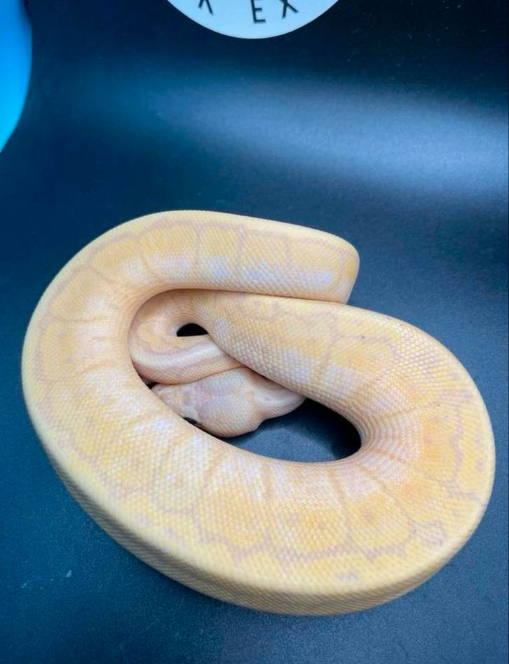 Koningspython Banana Pastel Pinstripe Desert Ghost man