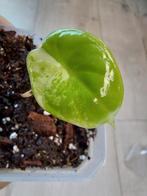 Alocasia Dragon scale variegata albo, Ophalen