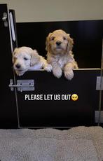 Ideale werpkist thuis nestje, Ophalen, Zo goed als nieuw, Overige