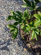 Aplengrind bigbag 0.5 m3 8/16mm, Verzenden, Zo goed als nieuw