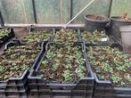 Aardbei - Fragaria anannans white/roze   aardbeien planten, Verzenden, Zomer, Volle zon