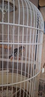 Borstel kanarie, Dieren en Toebehoren, Mannelijk, Zangkanarie