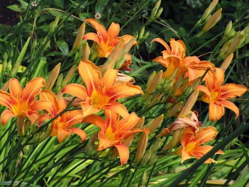 Oranje lelie winterhard rijk bloeiend sterke plant, Tuin en Terras, Planten | Tuinplanten, Vaste plant, Overige soorten, Halfschaduw