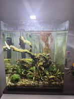 Dennerle nanocube 60L met toebehoren, Dieren en Toebehoren, Vissen | Aquaria en Toebehoren, Ophalen, Gebruikt, Gevuld zoetwateraquarium