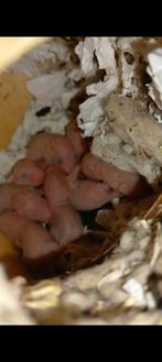 Syrische Goudhamster pups, Dieren en Toebehoren, Knaagdieren, Hamster, Meerdere dieren, Tam, September