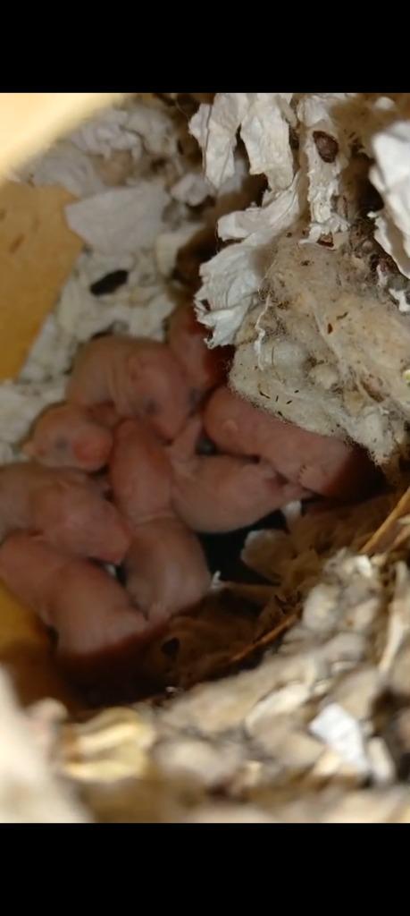 Syrische Goudhamster pups, Dieren en Toebehoren, Knaagdieren, Meerdere dieren, Hamster, September, Tam